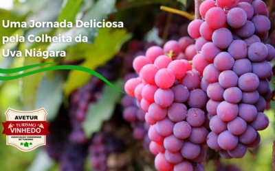 Vinhedo no Verão: Uma Jornada Deliciosa pela Colheita da Uva Niágara